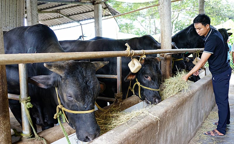 Kỹ thuật chăn nuôi bò BBB