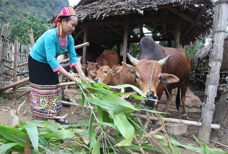 Bí quyết làm giàu ở miền núi cho nhà nông khởi nghiệp